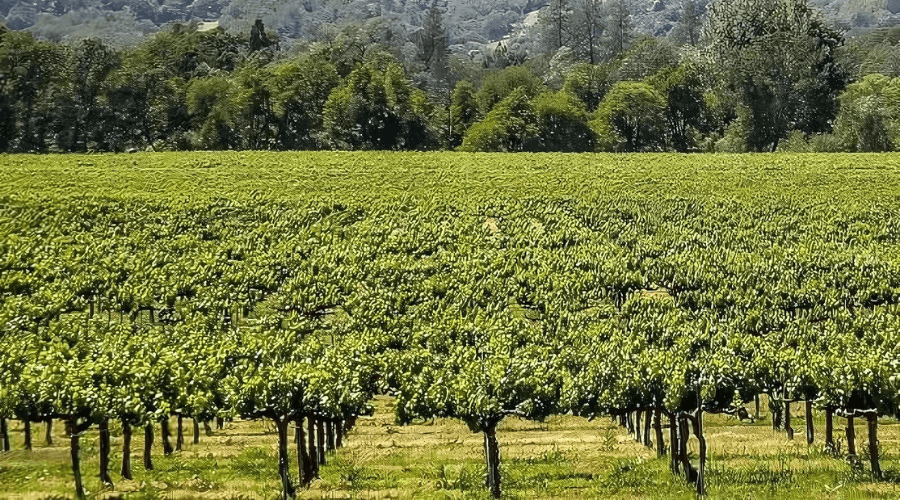 Potter Valley AVA
