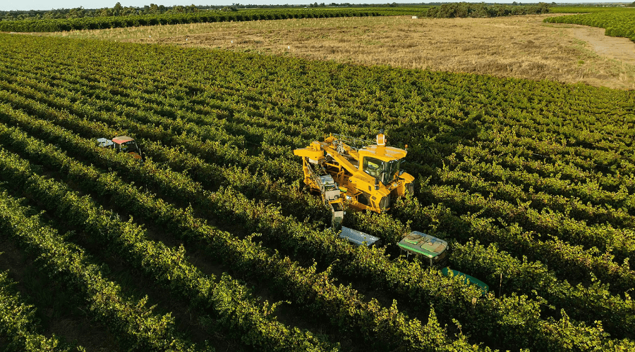 Harvest at Duxton Vineyards