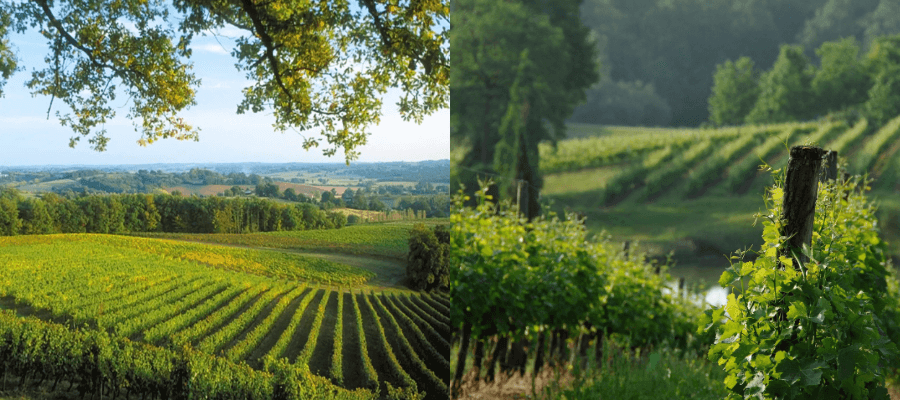 Vineyards and landscape of Sabazan.
