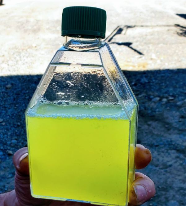 Cayuga Ingredients