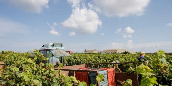 Cantine Europa