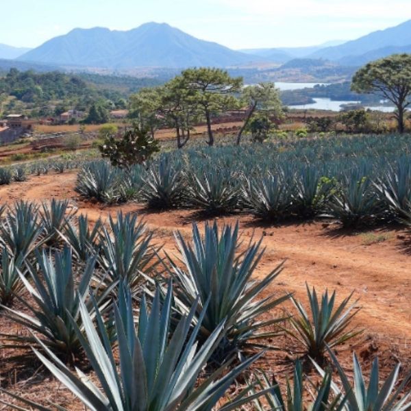 Casa Maestri Distillery