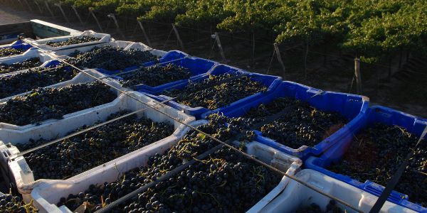 Argentine Bulk Wine Chamber